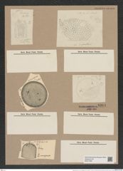 Stephanopyxis turris var. crassispina Grun. (de-Toni-Nr.: Genus 187, Species 4624) Zeichnungen Sammlung Grunow Nr. 8264 (NHMW-BOT-W0377660)